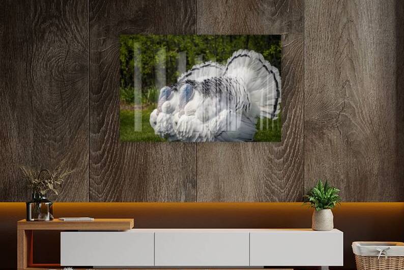 Turkeys by Marc Gilbert Photography