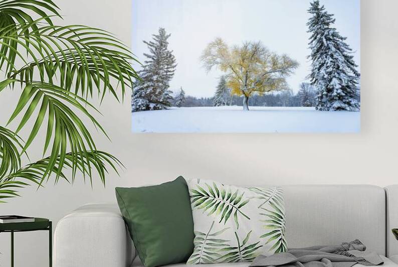 Trees Under the First Snow by Marc Gilbert Photography