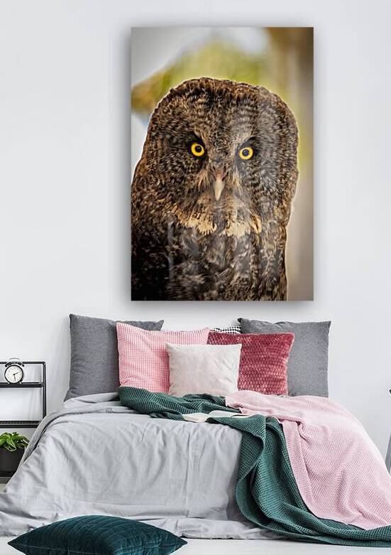 Owls Gaze by Marc Gilbert Photography